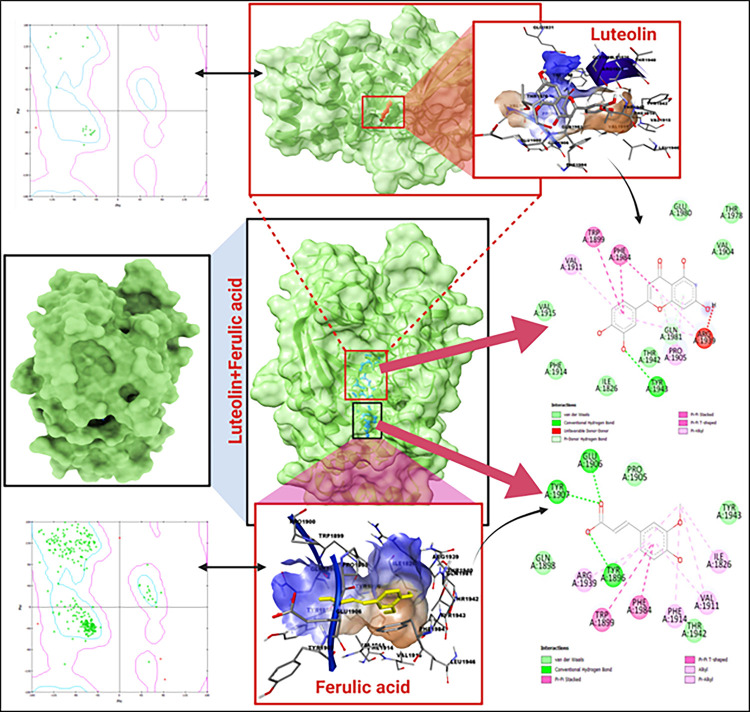 Molecular docking of 5H08 (PTPRZ) + (Luteolin + Ferulic acid); Ramachandran plots at left panel and the 2-D interaction diagram on right panel.