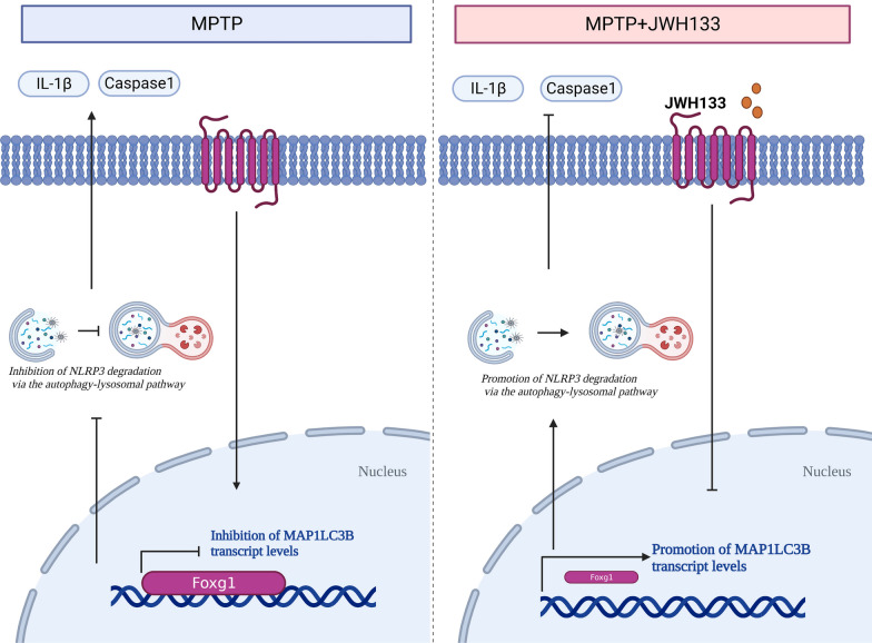 Targeting CB2R in astrocytes for Parkinson's disease therapy: unraveling the foxg1-mediated neuroprotective mechanism through autophagy-mediated NLRP3 degradation. activation of CB2R reduced the binding of foxg1 to the promoter region of MAP1LC3B, thereby promoting the transcription of MAP1LC3B and increasing the autophagic level in astrocytes. This led to an enhanced autophagic degradation of NLRP3 and a reduction in the release of caspase-1 and IL-1β. As a result, neurodegeneration was alleviated in PD mice. These findings suggest that CB2R activation plays a crucial role in regulating autophagy and may serve as a potential therapeutic target for neurodegenerative disorders