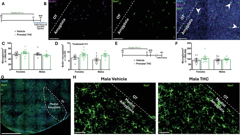 Prenatal exposure to THC alters diminishes microglial population transiently during development.Bars represent the mean ± SEM. Open circles represent individual data points for each rat. A Schematic showing treatment paradigm and timeline for (C, D). B Representative 20x image of Iba1, DAPI, and BrdU labeling from P0 developing amygdala. Separate images with BrdU and Iba1 channels individually for clearer viewing. White dashed line denotes boundary between amygdala and OT as landmark. White arrowheads indicate proliferating microglia (double positive for Iba1 and BrdU). Scale bars represent 100 µm. C Quantification of the density of microglia. Two-way ANOVA showed no interaction or main effects of sex or treatment. n = 6–11 rats per sex per treatment. D Quantification of the density of Brdu+ Microglia. Two-way ANOVA showed main effect of treatment with THC exposure increasing the density of BrdU+ microglia (F (1, 27) = 7.889; P = 0.0091) n = 6–11 rats per sex per treatment. **P < 0.01. E Schematic showing treatment paradigm and timeline for (F). F Quantification of density of microglia in adulthood. Two-way ANOVA showed no interaction or main effects of sex or treatment. n = 8–9 rats per sex per treatment. G Representative 20x image of Iba1 and DAPI from P60+ amygdala. Dashed line denotes medial amygdala. Scale bar represents 1000 µm. H Representative 20x images of Iba1 from P60+ amygdala. Vehicle and THC treated rats to show microglial populations. White dashed line denotes boundary between amygdala and OT as landmark. Scale bars represent 50 µm.