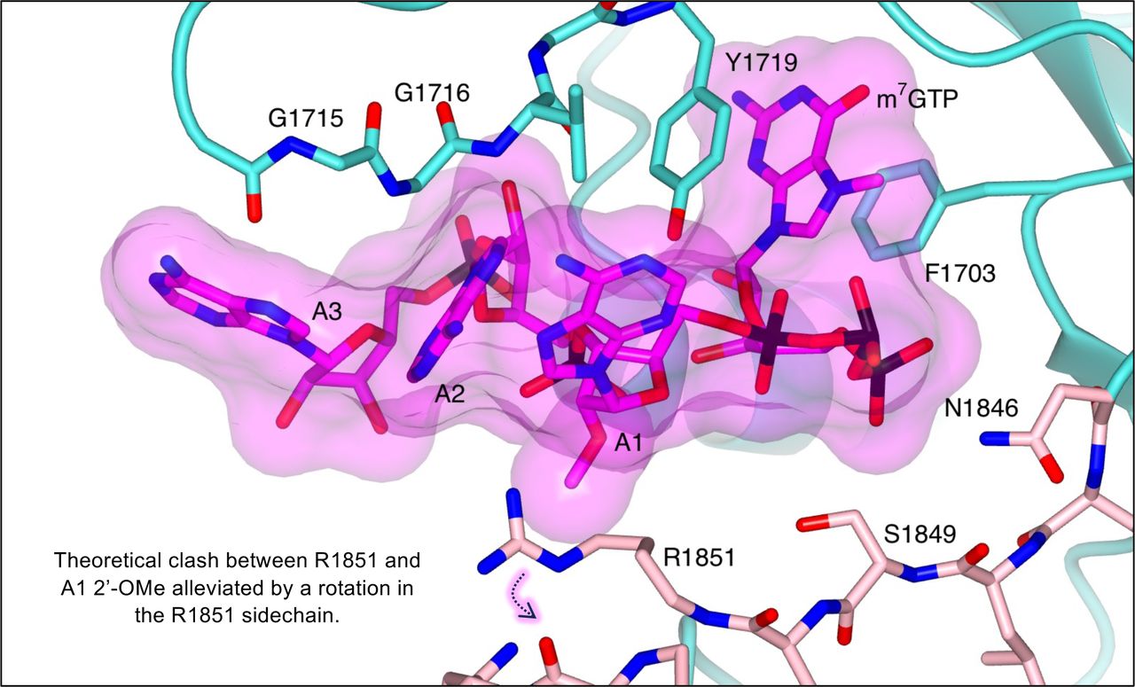 Exploring the effect of cap1 methylation.The cap-binding domain is shown with bound capped RNA. The cap-binding domain is coloured cyan, whereas the neighbouring mid-link domain is shown in light pink. The bound capped RNA is shown as sticks with surface overlaid (30% transparency). The primer RNA has been modified by the substitution of A1 with 2’-O-methyladenosine (PDB: A2M). Sidechains of key interacting amino acids, coloured according to the protein domain, are shown as sticks and labelled accordingly. The addition of the methyl group at the O2’ position would clash with the current placement of the R1851 sidechain, however, as indicated, the R1851 sidechain. could rotate and in doing so create sufficient space for cap1 RNA.
