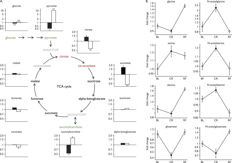 Glycolysis and gluconeogenesis. (A) Statistically significant increases (red) and decreases (green) in metabolites involved in glycolysis and the TCA cycle with CR (black bars) and upon RF (white bars). Fold changes in glucose, pyruvate, and TCA cycle components are shown (y-axis). Some metabolites were not measured in this assay (gray). Statistical significance is presented as follows: + for P values between 0.001 and 0.05; * for P values ≤ 0.001; ** for P values ≤ 0.001 and q values ≤ 0.001. (B) Fold changes in glucogenic amino acids and their N-acetyl-derivatives during the study. Plots show mean ± SEM of the eight subjects at baseline (BL; gray), CR (black), and RF (white).