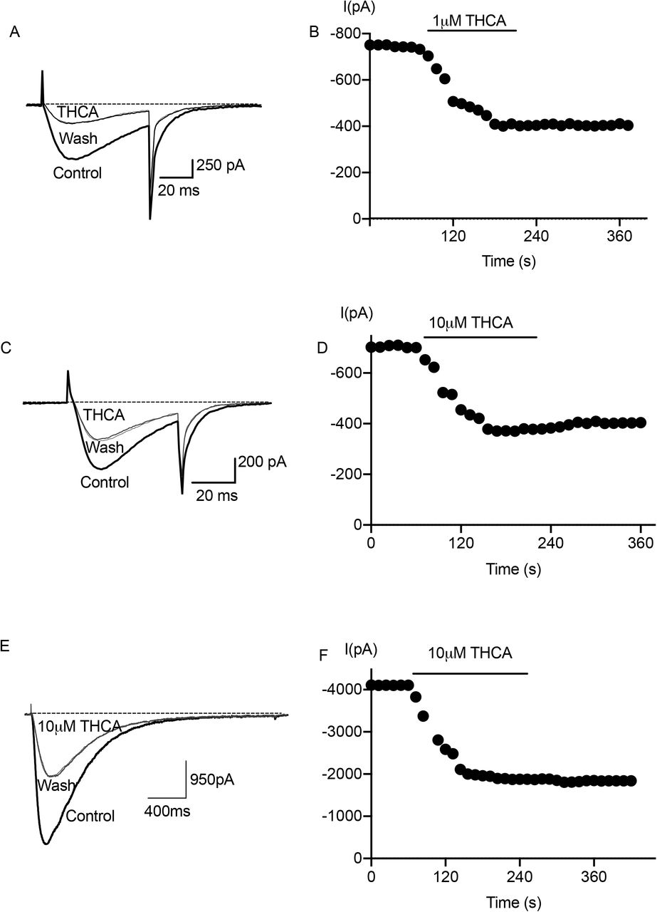THCA effects on CaV3 current amplitude.Each trace represents the current elicited by a voltage step from −100 mV to −30 mV. (A) 1μM THCA inhibited calcium current of CaV3.1. (B) Time course of inhibition and degree of reversibility THCA inhibition of CaV3.1 is illustrated. (C) THCA 10μM inhibited calcium current of CaV3.2. (D) Time course of inhibition and degree of reversibility THCA inhibition of CaV3.2 is illustrated. (E) THCA at 10 μM inhibited current amplitude of CaV3.3. (F) The inhibition of CaV3.3 by 10 μM THCA was not washed out shown in time course inhibition of CaV3.3.