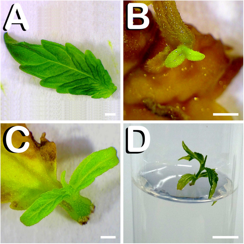 Direct in vitro shoot organogenesis from true leaves of C. sativa. The different developmental stages are described as follows: (A) Newly dissected leaf from a 7-days-old hemp seedling. (B) Formation of one primordium from leaf-petiole transition zone 1 week after culture initiation. (C) Two-week-old plantlet of approximately one centimeter in height ready for subculture. (D) Leaf derived plant individually grown in a glass-tube 21 days after culture initiation. Scale bars (A–C): 1 mm. Scale bar (D): 6 mm.