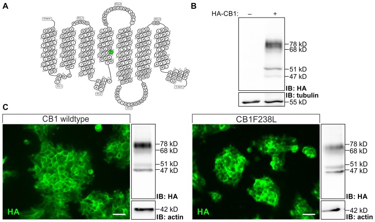Characterization of human embryonic kidney 293 (HEK293) cells stably expressing hemagglutinin-tagged cannabinoid type 1 wild-type (HA-CB1wt) or HA-cannabinoid type 1 receptor with a phenylalanine 238 to leucine mutation (CB1F238L). (A) Snake plot of the rat wild-type CB1 receptor with phenylalanine 238 labeled in green. Source: gpcrdb.org/ (Pándy-Szekeres et al., 2018). (B) Relative expression levels of HA-tag signal in transfected and untransfected HEK293 cells. HA-tag signal in HEK293 cells not transfected or stably transfected with pcDNA3-HA-CB1wt were detected by western blot analysis. Four bands were detected at 78 kD, 68 kD, 51 kD and 47 kD in transfected cells. All four bands detected in the western blot are specific as they do not appear in untransfected HEK293 cells. (C) Subcellular localization was examined by immunostaining using a monoclonal anti-HA antibody. Expression levels were quantified by western blot analysis using a monoclonal anti-HA antibody and normalizing to actin. Two clones with moderate and similar HA-CB1 expression levels where chosen. IB, Immuno blot. (Scale bar: 20 μm).