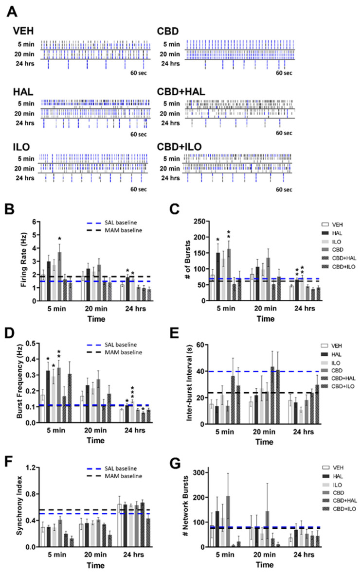 Temporal effect of cannabidiol (CBD) and/or antipsychotic exposure on neuronal activity in cultures derived from female MAM rats. (A) Representative raster plots following administration of each drug at 5 min, 20 min, and 24 h. (B) CBD exposure resulted in a higher firing rate at 5 min compared to VEH. Haloperidol (HAL) or iloperidone (ILO) increased the firing rate at 24 h. (C,D) HAL or CBD alone resulted in an elevated number of bursts and bursting frequency at 5 min. ILO administration also elevated the bursting frequency at this time point. At 24 h, HAL or ILO elevated both the number of bursts and the bursting frequency. (E–G) There were no drug effects observed at any time point on the inter-burst interval, synchrony index, or number of network bursts. SAL- and MAM-derived baseline data is depicted by the blue and black dashed lines, respectively. Data are expressed as means ± SEM. N = 3 biological replicates. * p < 0.05, ** p < 0.01, *** p < 0.001 compared to VEH-exposed neurons, planned comparison Student’s t-test.