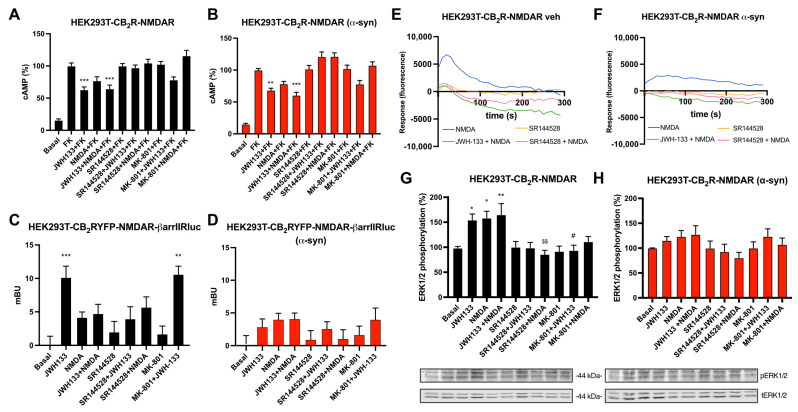 Functional analysis of CB2R-NMDAR complexes in a heterologous system upon α-syn treatment. (A,B,G,H) HEK-293T cells were transfected with the cDNAs for CB2R (1 µg), NR1 (0.7 µg), and NR2B (0.7 µg) and treated (B,H) or not (A,G) with α-syn fibrils. Cells were pre-treated with the selective antagonists (1 µM SR144528 for CB2R or 1 µM MK-801 for NMDAR), followed by agonist stimulation (100 nM JWH-133 for CB2R and/or 15 µM NMDA for NMDAR). cAMP accumulation was detected by HTRF in the presence of 0.5 µM forskolin (A,B). MAPK phosphorylation was detected by Western blot (blots for phosphorylated and total ERK1/2 (42–44 kDa) are shown below) (G,H). Values are the mean ± SEM of six different experiments performed in triplicates, and one-way ANOVA, followed by Tukey’s multiple comparison post hoc test, which was used for statistical analysis (* p < 0.05, ** p < 0.01, *** p < 0.001; versus treatment with forskolin in cAMP or versus basal in MAPK, # p < 0.05 versus JWH-133, $$ p < 0.01 versus NMDA). (C,D) HEK-293T cells transfected with CB2R-YFP (1.2 µg cDNA), NR1 (0.7 µg), and NR2B (0.7 µg) together with β-arrestin II-Rluc (0.4 µg cDNA) were treated (D) or not (C) with α-syn fibrils. Forty-eight hours after, cells were pre-treated with the selective antagonists, followed by agonist stimulation. β-arrestin II recruitment was assayed by BRET assays. Values are the mean ± SEM of six different experiments performed in triplicates, and one-way ANOVA, followed by Tukey’s multiple comparison post hoc test, which was used for statistical analysis (** p < 0.01, *** p < 0.001; versus basal). (E,F) Calcium release was evaluated in HEK-293T cells transfected with the cDNAs for CB2R (1 µg), NR1 (0.7 µg) NR2B (0.7 µg), and 6GCamMP calcium sensor (0.3 µg) and treated (F) or not (E) with α-syn fibrils. Cells were pre-treated with the selective antagonists, followed by agonist stimulation. Data represent the mean ± SEM of six different experiments performed in triplicates.