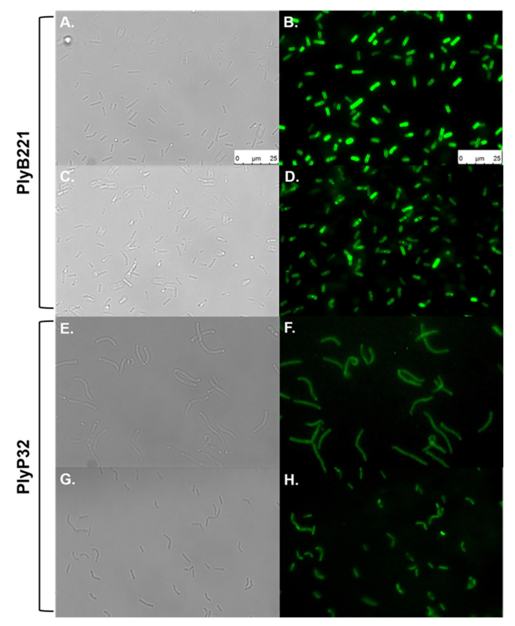 Binding ability of PlyB221 and PlyP32 CBD. Exponentially growing cultures were used in a cell wall decoration assay based on the observation of the GFP fused CBD adsorbed to bacteria by fluorescent microscopy. Images on the left show bright field microscopy while images on the right display the corresponding fluorescent images. (A,B) B. cereus ATCC 10,987 - PlyB221_CBD; (C,D). B. weihenstephanensis Si0239 - PlyB221_CBD; (E,F) B. megaterium Si0003 - PlyP32_CBD; (G,H) B. weihenstephanensis LH002 - PlyP32_CBD. Scale bar = 25 µm for all panels.
