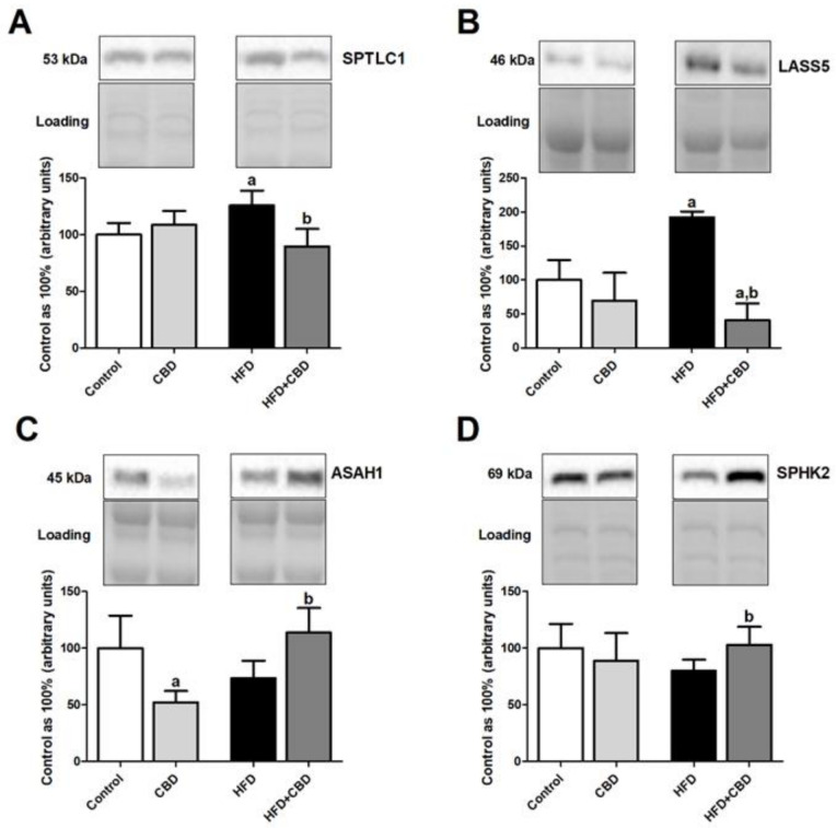 The total expression of proteins involved in the sphingolipid metabolism, e.g., (A) serine palmitoyltransferase, long chain base subunit 1 (SPTLC1), (B) ceramide synthase 5 (LASS5), (C) acid ceramidase (ASAH1), and (D) sphingosine kinase 2 (SPHK2), in the red gastrocnemius muscle in the control (standard diet) and high-fat diet (HFD) groups after chronic cannabidiol (CBD) treatment. The total expressions of the above proteins are presented as a percentage difference compared to the control group, which was set as 100%. The data are expressed as mean values ± SD, n = 6 in each group. a p < 0.05 significant difference: control group vs. examined group; b p < 0.05 significant difference: HFD vs. HFD + CBD.