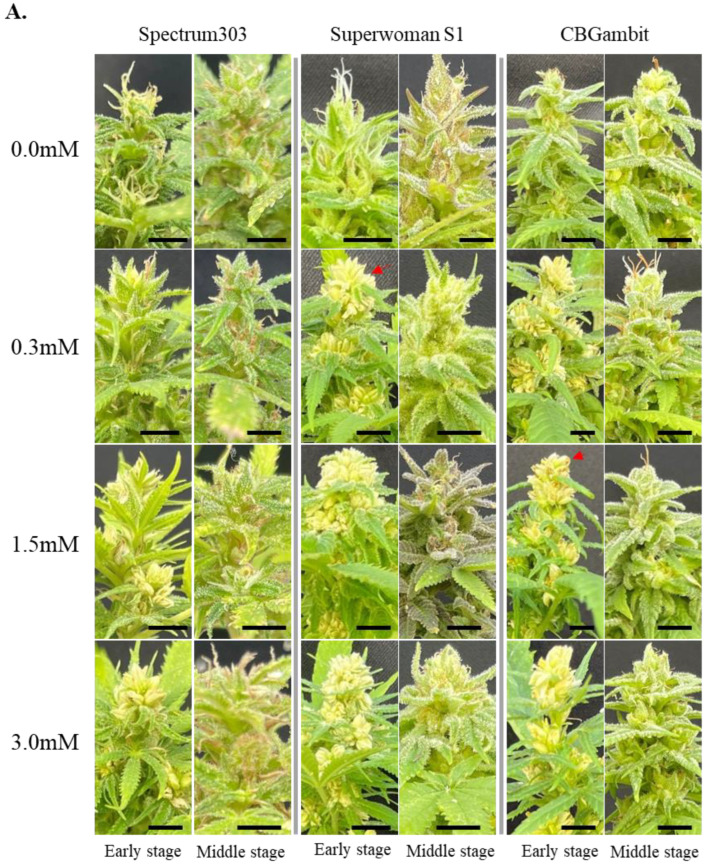 Effects of three STS applications on cannabis plants at early and middle reproductive stages. (A) Features of the top inflorescence after three STS applications at three concentrations (0.3, 1.5, and 3.0 mM). Observation was performed at 6 weeks after STS treatment. The red arrows indicate examples of male flowers. Black scale bars = 1 cm. (B,C) Percentage of individuals with male flowers at early stage (B) and middle stage (C). Numbers 1, 2, and 3 on X-axis indicate cluster numbers. The different colors in histogram represent the relative percentage of male flowers in each plant (yellow, 0% male flower; gray, from 1% up to 50%; orange, from 51% up to 99%, blue, 100%). The Y-axis is the percentage of individuals with relative percentage of male flowers. Thirty-six SuperwomanS1 plants (n = 36), and 12 Sperctrum303 and CBGambit plants (n = 12) were used for each STS treatment. Spe303, Spectrum303; SupS1, SuperwomanS1. (D,E) Numbers of inflorescences per plant height (cm) at early stage (D) and middle stage (E). Different lowercase letters in (D,E) denote statistical significance. Statistical analysis was performed using one-way analysis of variance with Tukey’s method and 95% confidence.