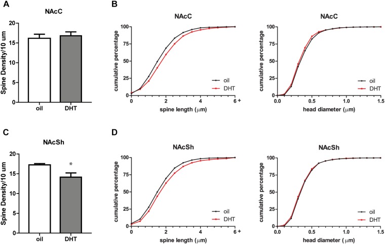 DHT decreases spine density in the NAcSh of castrated male rats. (A) Average spine density per 10 μm of MSNs in the NAcC 24 h after systemic administration of DHT (1.5 mg) or oil control. (B) Spine morphology of MSNs in the NAcC as assessed by binned cumulative probability distributions of spine length and head diameter in oil and DHT treated groups. (C) Average spine density per 10 μm of MSNs in the NAcSh 24 h after systemic administration of DHT (1.5 mg) or oil control. (D) Spine morphology of MSNs in the NAcSh in oil and DHT treated groups. n = 6 animals per group with spine density averaged from 6 to 9 dendritic segments per each subregion for each animal, ∗p < 0.05.