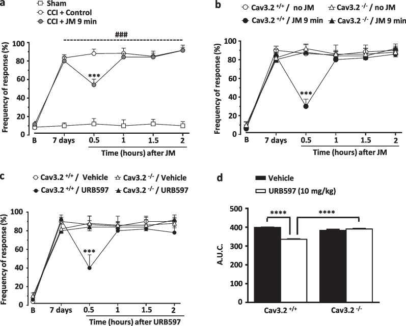 Joint mobilization reverses mechanical hypersensitivity induced by CCI. a Time course of the effect of a 9-min of acute ankle joint mobilization on mechanical hypersensitivity in neuropathic mice. Each point represents the mean of 5–7 animals, error bars denote S.E.M. Data are representative of 2 independent sets of experiments. Statistical analyses were performed by two-way ANOVA followed by a Tukey's test. Asterisks denote a significant difference of ***P < 0.001 when compared with the control group, and hashtags denote P < 0.001 for comparison with the sham-operated group. b Time-course of the effect of 9-min joint mobilization treatment in either Cav3.2 null mice or wild-type mice subjected to CCI. Each data point represents the mean of 5–6 mice and data are representative of 2 independent sets of experiments. This particular experiment was performed with the experimenter being blinded to genotype. Statistical analyses were performed by two-way ANOVA followed by a Tukey's test. Asterisks denote a significant difference of ***P < 0.001 when compared with the control group. c Time-course and (d) bar graph representing the effect of URB597 (10 mg/kg, i.p.) on nocifensive responses of neuropathic wild type and Cav3.2 null mice, expressed as area under the curve (A.U.C.). Each point or bar represents the mean of 5–6 mice, error bars are SEM. Data are representative of 2 independent sets of experiments. Statistical analyses were performed by two-way ANOVA followed by a Tukey's test. Symbols denote a significant difference of **P < 0.01, ***P < 0.001, or ****P < 0.0001 when compared with the control group