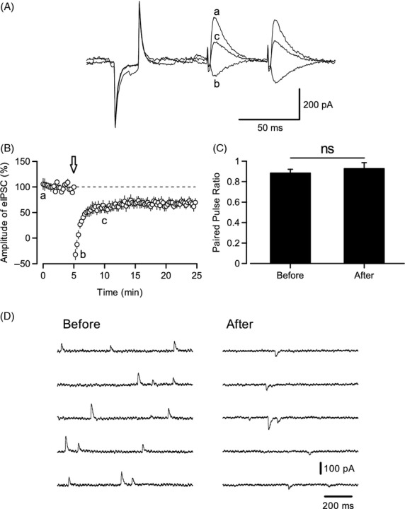 Depolarization of PCs-induced DDI. (A) Representative traces of eIPSCs recorded using a low-Cl− pipette solution. A test pulse (−5 mV) was applied to monitor series resistance. a. Control response recorded as an outward current at t = 0; b. the response recorded immediately following the depolarizing pulses (at t = 5); c. the response recorded at t = 10 with the depression of the eIPSC amplitude. a, b, and c are represented in the timing of B. (B) Time course of the eIPSC amplitude was recorded using conventional whole-cell patch clamp (n = 8). Five depolarizing train pulses (−70.5 mV to −20.5 mV for 1 sec at 0.5 Hz) were applied at t = 5, arrow. PC depolarization caused the depression of eIPSC amplitude for more than 20 min (n = 8). (C) Comparison of PPR between before (t = 3) and after (t = 20) depolarization. The PPR was not significantly different (P = 0.5, n = 8). (D) Depolarization induced by CF stimulation (1 Hz × 20 times) changed the polarity of spontaneous IPSCs. Raw traces of spontaneous IPSCs immediately before and after CF stimulation. This experiment was performed in the presence of 2 μmol/L AM 251 in order to eliminate DSI.
