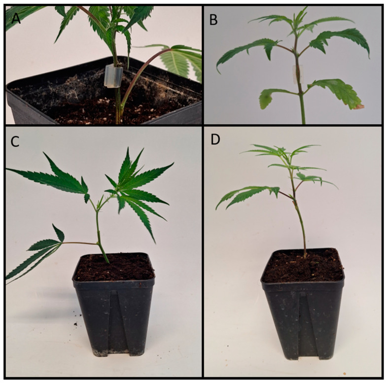 Grafted cannabis plants. (A) Scion grafted onto a clonally propagated rootstock after transplantation into 0.5 L pots. One remaining leaf on rootstock and grafting union can be observed. (B) Scion grafted onto seedling used as rootstock after transplantation into 0.5 L pots. Two remaining leaves from first node and grafting union can be seen. (C,D) Grafted plants with clonally propagated rootstock (C) and a seedling as rootstock (D) one week after transplantation—leaves of first node have fallen off.