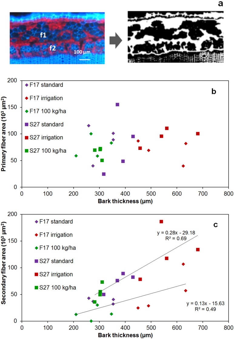 Image treatment of UV auto fluorescence of hemp stem cross-sections (a) used to determine areas of primary fibers (b) and secondary fibers (c) in F17 and S27 varieties grown under different conditions (standard, irrigation, high sowing density: 100 kg.ha-1) (expressed as μm2) with regards to bark thickness (expressed as μm).