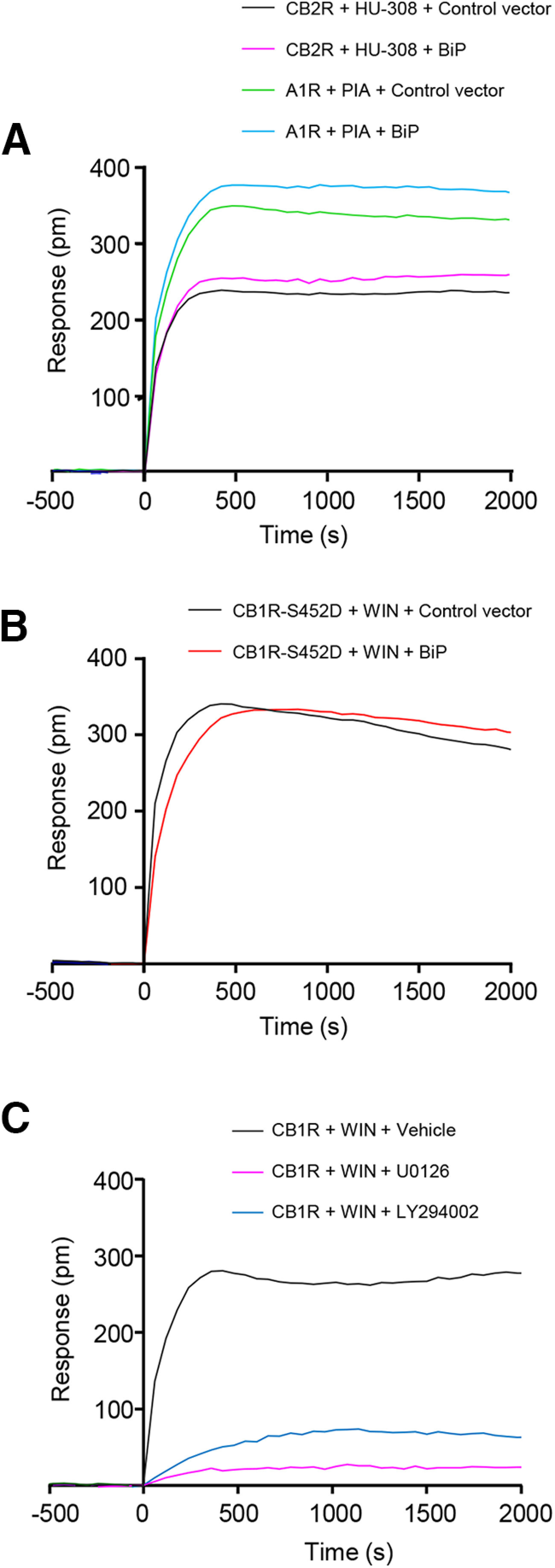 Controls of specificity of the CB1R-BiP DMR experiments. A, DMR experiments in HEK-293T cells expressing CB2R, together or not with BiP, and incubated with the CB2R-selective agonist HU-308 (100 nm); or in HEK-293T cells expressing A1R, together or not with BiP, and incubated with the A1R-selective agonist PIA (50 nm). A representative experiment is shown (n = 3). B, DMR experiments in HEK-293T cells expressing CB1R-S452D, together or not with BiP, and incubated with WIN-55212-2 (100 nm). A representative experiment is shown (n = 3). C, DMR experiments in HEK-293T cells expressing CB1R and incubated with WIN-55212-2 (100 nm) plus vehicle or U0126 (5 μm) or LY294002 (5 μm). A representative experiment is shown (n = 3).