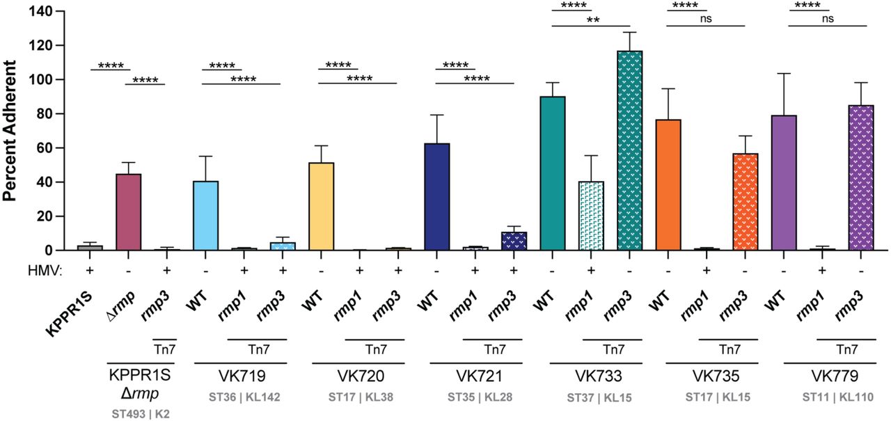 rmp acquisition blocks adherence in an HMV-dependent manner.Adherence of bacteria to J774A.1 cells treated with cytochalasin D to prevent phagocytosis was determined as described in the Materials and Methods. Data were obtained from at least three biological replicates. Bars represent average percent adherence, error bars indicate standard deviations. One-way ANOVA with Tukey’s post-test was used to determine significance compared to parental strains. ns, not significant; ***, P < 0.001; ****, P < 0.0001.