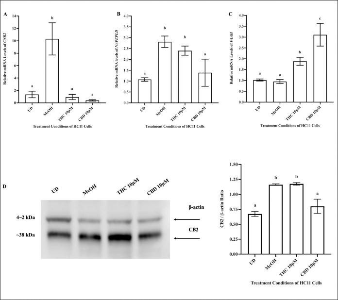 10μM THC and 10μM CBD altered mRNA levels of ECS markers in HC11 cells.HC11 cells were seeded in base media for 24 hours (UD) and processed for total RNA or protein isolation, as described in the methods. HC11 cells were differentiated in base media containing PRL, INS and DEX, and treated with vehicle control (MeOH), 10μM THC or 10μM CBD for 4 days. Treated cells were processed for total RNA or protein isolation, as described in methods. The relative mRNA levels of CNR2 (A), NAPEPLD (B) and FAAH (C) were determined. Gene expression analysis was repeated with 6 distinct replicates. Milk protein expression was assessed, as described in methods, using 15μg of total protein for each sample. (D) A representative blot of CB2 expression is shown along with a bar graph quantifying its expression, normalized to β-actin, for undifferentiated (UD), and differentiated cells in the presence of vehicle (MeOH), 10μM THC, or 10μM CBD, based on 4 replicates. Results were plotted as mean ± SEM and compared using one-way ANOVA. Statistically significant changes were represented by distinct letters on bar graphs.
