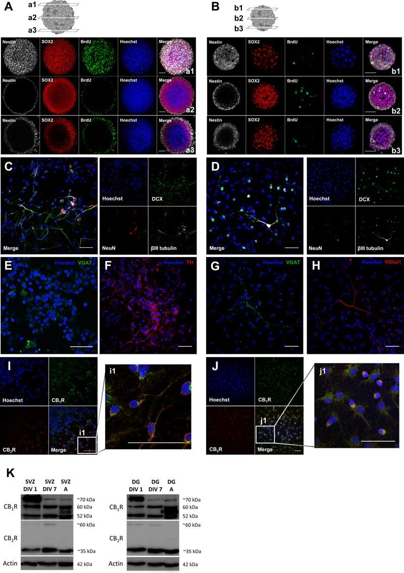 Characterization of SVZ and DG neurosphere cultures: neurospheres are composed by stem/progenitor cells and cells derived from neurosphere cultures undergo cell differentiation and express neuronal mature markers and both CB1R and CB2R. (A,B) Representative confocal digital images of a SVZ neurosphere (A) and a DG neurosphere (B) depicting Sox2 (red), BrdU (green), Nestin (white) and Hoechst 33342 (blue) immunoreactivity in 3 transverse planes (top, a/b1; middle, a/b2; bottom, a/b3). (C–H) Representative confocal digital images of SVZ cells (C,E,F) and DG cells (D,G,H) after 7 days of differentiation depicting immunoreactivity for immature and mature markers [DCX (green), NeuN (red), βIII tubulin (white) and Hoechst 33342 (blue)] (C,D) and for phenotypical markers [TH (red), VGlut (red), VGAT (green), and Hoechst 33342 (blue)] (E–H). (I,J) Representative confocal digital images of SVZ cells (I) and DG cells (J) after 7 days of differentiation depicting CB1R (green), CB2R (red) and Hoechst 33342 (blue) immunoreactivity. (K) Detection of CB1R (molecular weight between 52 and ∼70 kDa) and CB2R (molecular weight of ∼35 and ∼60 kDa) by Western blotting in SVZ and DG cultures. For each immunoblot presented lane 1 corresponds to SVZ/DG proliferating cells (SVZ/DG DIV 1), lane 2 to SVZ/DG differentiated cells (SVZ/DG DIV 7) and lane 3 to SVZ/DG extracts from adult Sprague-Dawley rats (SVZ/DG A). Scale bars = 50 μm.
