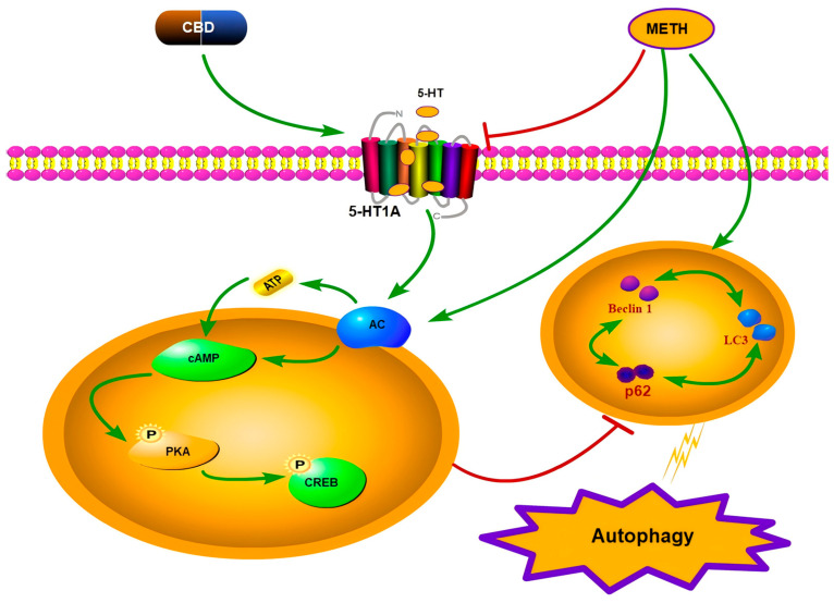 Mechanism of CBD alleviating METH-induced neuronal autophagy via the 5-HT1A/AC/cAMP/PKA/CREB pathway. Green arrows indicate activation/promoting regulatory effects; red blunt-ended lines denote inhibition/antagonistic effects.