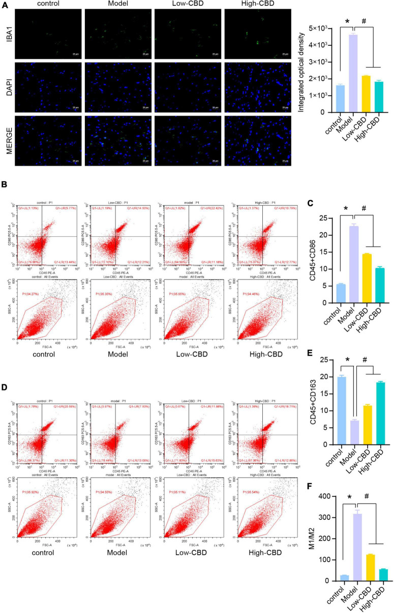 Effects of cannabidiol (CBD) on microglia polarization in epileptic rats. (A) IBA1 expression was detected by immunofluorescence (IF). (B,C) Analysis of M1 type microglia. CD45 + CD86 + double positive cells are expressed as M1 type microglia. (D,E) Analysis of M2 type microglia. CD45 + CD163 + double positive cells are expressed as M2 type microglia. (F) Statistical graph of M1/M2. *Represents significant comparison with the control group, and #represents significant comparison with the Model group, P < 0.05.