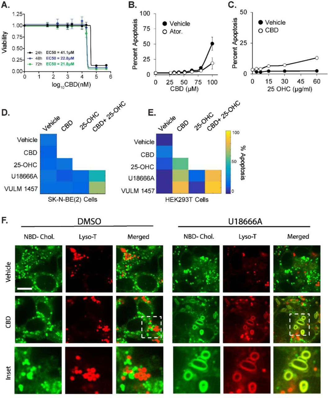 CBD induced apoptosis is rescued by inhibitors of cholesterol synthesis and increased by inhibitors of cholesterol transport and storage.(A) CBD was assessed for cytotoxicity in SK-N-BE(2) cells across increasing doses of CBD at 24, 48 and 72 hours by CellTiter-Glo luminescent assay. (B-E) SK-N-BE(2) or HEK293T cells were assessed for apoptosis at 24 hours using live cell microscopy using a resazurin based fluorometric cell viability stain. Cells were treated with 10 µM atorvastatin and exposed to increasing doses of CBD in B. 20 µM CBD and exposure to increasing doses of 25-OH cholesterol in C, and combinations of 20 µM CBD, 10 µM U18666A, 5µM VULM and 15µg/ ml 25-OH Cholesterol at 48 hours in D-E. Apoptosis displayed in a heatmap for each condition. (See also Figure S5) (F) Live cell confocal microscopy of SK-N-BE(2) with NBD-Cholesterol (Green) and a lysosomal dye Lyso-T (Red). Cholesterol subcellular distribution was examined upon exposure of cells to 20 µM CBD and/ or 10 µM U18666A. Scale bar: 3 µM