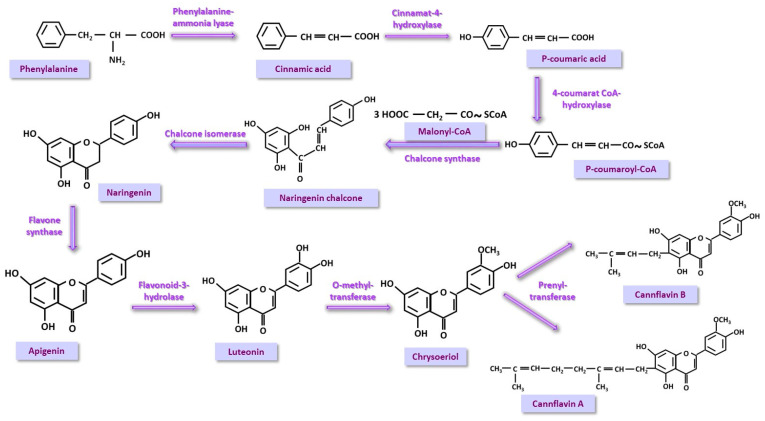 The phenyl-propanoid (PP) pathway is a natural route of flavonoid synthesis. The formation of cannflavins, specific to Cannabis sativa, is presented.
