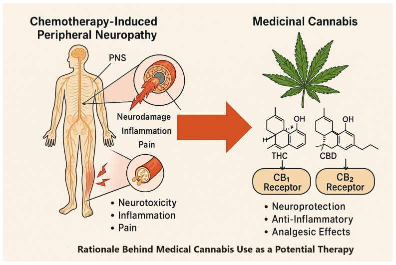 CIPN pathology and potential therapeutic targets of THC and CBD via CB1/CB2 receptors.