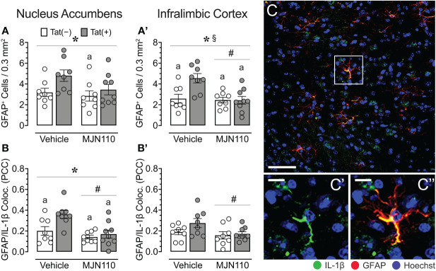 Astrocyte density and astrocytic IL-1β colocalization in the nucleus accumbens and infralimbic cortex. (A) Tat increased astrocyte density in the nucleus accumbens, with increased GFPA+ counts for vehicle-treated Tat(+) mice compared to MJN110-treated Tat(−) mice. (A’) In the infralimbic cortex, MJN110 downregulated Tat-driven increases in astrocyte density based on Tat expression, with increased GFPA+ counts for vehicle-exposed Tat(+) mice compared to all other groups. (B) Colocalization of IL-1β with GFAP+ cells in the nucleus accumbens was significantly affected by Tat and MJN110, with vehicle-exposed Tat(+) mice showing higher colocalization of IL-1β with GFAP+ cells compared to all other groups. (B’) In the infralimbic cortex, colocalization of IL-1β with GFAP+ cells was downregulated by MJN110. (C) Brain section of GFAP+ astrocytes with colocalization of IL-1β from the nucleus accumbens of a vehicle-treated Tat(+) mouse taken at 20x (0.3 mm2, Scale bar = 50 µm) and at a higher magnification (C’ and C’’, Scale bars = 10 μm). All data are expressed as mean ± the standard error of the mean (SEM). Statistical significance was assessed by ANOVAs followed by Tukey’s post hoc tests when appropriate; *p < 0.05 main effect of genotype, # p < 0.01 main effect of drug, § p < 0.05 genotype x drug interaction, a p < 0.05 vs. vehicle-treated Tat(+) mice. Individual subject data (averaged across 3-4 images per region) are represented by open circles. Note that the brain sections of one vehicle-treated Tat(−) mouse were lost due to a processing error during IHC labeling and thus, only 8 individual subject data points are shown for the vehicle-treated Tat(−) mouse group. PCC, Pearson’s colocalization coefficient.