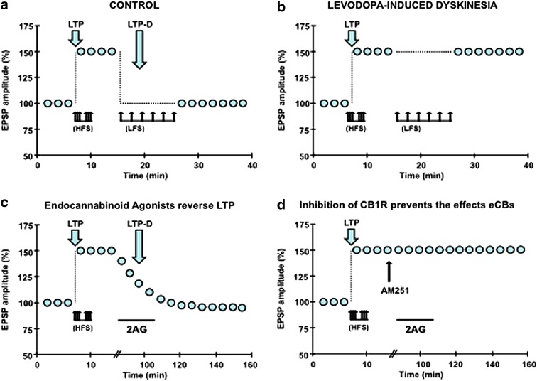 Synaptic plasticity in levodopa-induced dyskinesia and role of endocannabinoids in synaptic depotentiation. (a) In normal conditions, HFS induces LTP of the amplitude of EPSPs. LFS delivered after LTP induction reset synapses to naïve state. (b) In levodopa-induced dyskinesia, HFS produced LTP as in control condition, but LFS failed to induce LTP-D. (c) Perfusion of 20 μM 2AG (black bar), an endocannabinoid agonist, reversed LTP induced by HFS. (d) The effects of 2AG on LTP were blocked by 5 μM AM251, an inhibitor of CB1 receptors. 2AG, 2-arachidonoylglycerol; EPSP, excitatory postsynaptic potential; HFS, high-frequency stimulation; LFS, low-frequency stimulation; LTP, long-term potentiation; LTP-D, depotentiation.