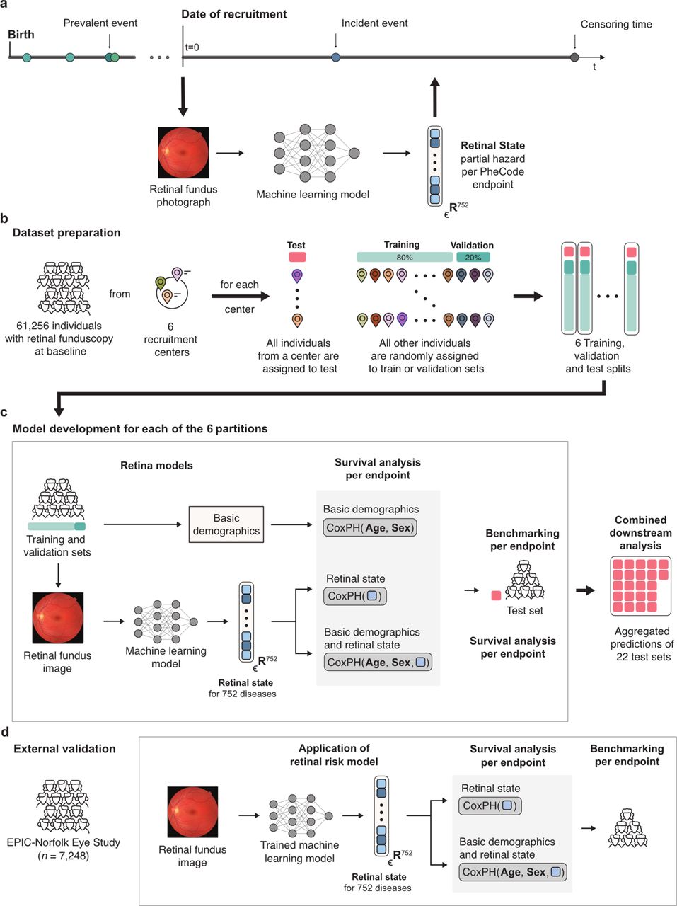 Overview of the study.a) Retinal fundus photographs are taken at recruitment. Here, we build upon a foundation model for retinal images and extend it to predict phenome-wide incident disease onset for 752 endpoints b) to estimate retinal states from retinal fundus photographs. The eligible UK Biobank population (with retinal fundoscopy at baseline and valid consent) was split into train, validation and test sets in six-fold nested cross-validation based on the assigned UK Biobank assessment centre where eye tests were carried out. c) The Retinal State Model was trained on fundus photographs to predict endpoint-specific retinal risks against 752 phecode endpoints for each of the six partitions. Subsequently, for each endpoint, Cox Proportional Hazard (CPH) Models were developed on the metabolomic state in combination with sets of commonly available clinical predictors to model disease risk. Predictions of the CPH model on the test set were aggregated for downstream analysis. d) The models were externally validated in the independent EPIC-Norfolk cohort. Models were transferred and used without retraining before extracting the retinal states.