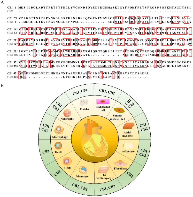 The amino acid sequence alignment of mouse CB1 with the CB2 receptor (A) and the cell tropism of CB1 and CB2 receptors within heart (B). The identical amino acid sequences are highlighted with red boxes in (A).