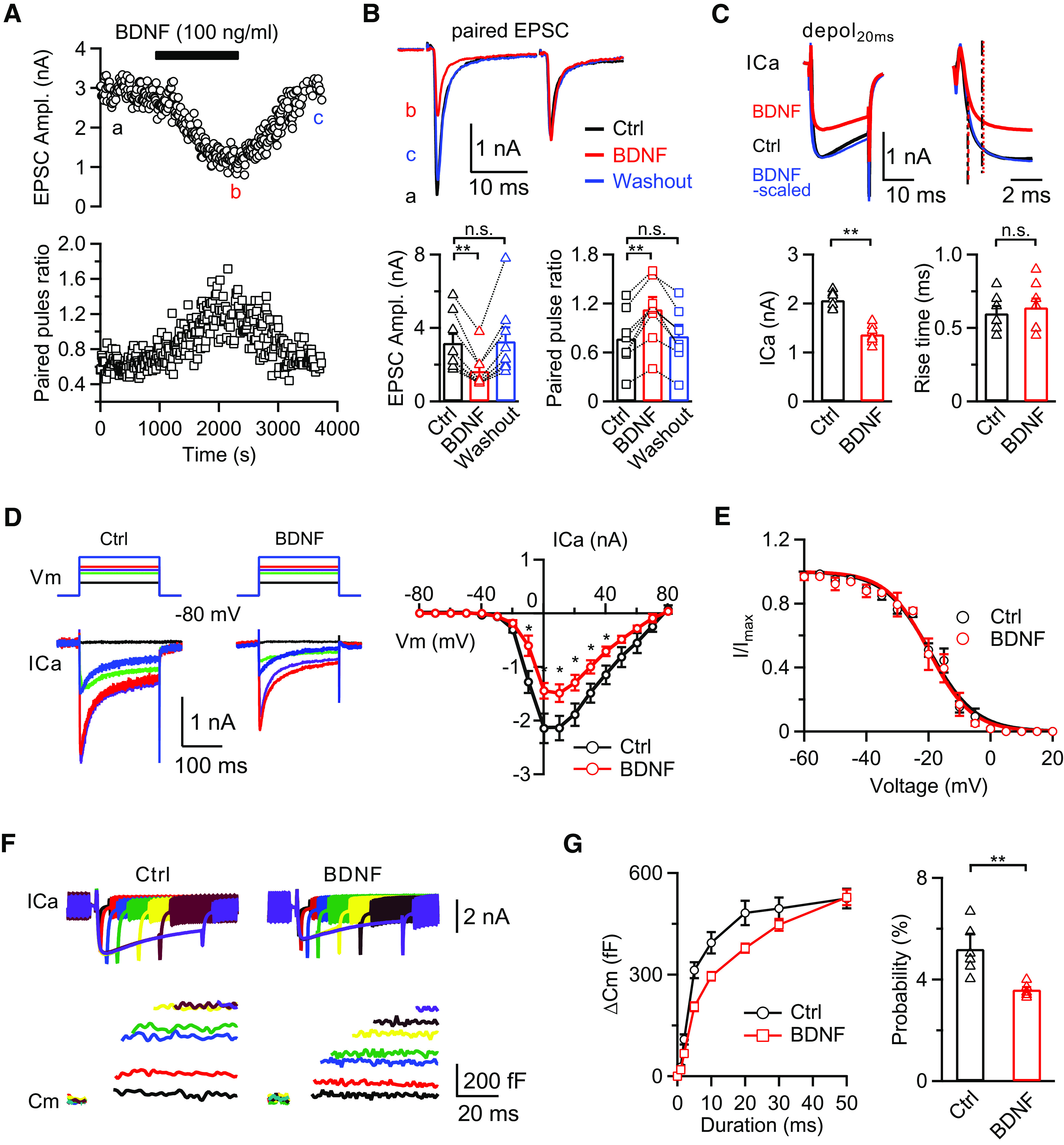 BDNF inhibits EPSC, presynaptic ICa, and release probability. A, Top, Sampled paired EPSC recordings in response to 0.1 Hz fiber stimulation at the midline of the trapezoid body; 100 ng/ml BDNF was added to the extracellular solution after obtaining a baseline, and BDNF was washed out after the reduced EPSC amplitudes were stable. Bottom, The corresponding PPR calculated from the paired EPSC amplitudes. B, Top, Sampled EPSC pairs at time points a (baseline, black), b (BDNF treatment, red), and c (washout, blue) from A were overlapped, showing the EPSC changes in response to BDNF application. Bottom, Statistics for EPSC amplitude and PPR (n = 8) from A using a repeated-measures one-way ANOVA with Bonferroni's multiple comparisons test. **p < 0.01. C, Top, Averaged traces of ICa induced by depol20ms in the control group (n = 7; black) and in the presence of BDNF (100 ng/ml, n = 8; red). ICa of the BDNF-treated group is scaled for comparison (BDNF-scaled, blue). Dashed lines indicate the 20% and 80% rise time. Bottom, Statistics for ICa amplitude and the 20%-80% rise time induced by depol20ms using an unpaired Student's t test. **p < 0.01. D, Left, Sampled ICa traces in response to 200 ms depolarization pulses from −80 to −40 mV (black), −10 (green), 0 (purple), 10 (red), and 40 mV (blue) in the control and BDNF-treated groups. Right, Plot of the current–voltage relationship in control (n = 5 for each data point; black) and BDNF-treated calyces (n = 6 for each data point; red). p values were calculated using an unpaired Student's t test. *p < 0.05. E, Plot of ICa inactivation curves in the control (n = 5 for each data point; black) and BDNF-treated calyces (n = 5 for each data point; red). F, Sampled ICa (top) and capacitance changes (bottom) induced by 1 (black), 2 (red), 5 (blue), 10 (green), 20 (yellow), 30 (brown), and 50 ms (purple) depolarization pulses from −80 to 10 mV in the control and BDNF-treated groups. G, Left, The relationship between ΔCm and the duration of depolarization pulses in the control (n = 6 for each data point; black) and BDNF-treated (n = 5 for each data point; red) groups. Right, Statistics of the release probability measured by the percentage of RRP release induced by a 1 ms depolarization pulse from −80 to 10 mV in the control (n = 6; black) and BDNF-treated groups (n = 5; red) using an unpaired Student's t test. Data were from left. **p < 0.01. n.s., not significant. Detailed statistical information is provided in Table 1.