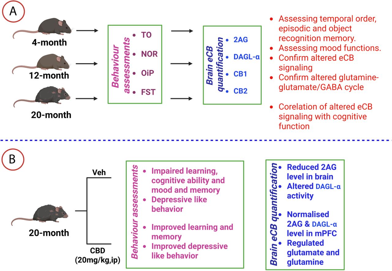 The graphic illustrates the progression of multiple experiments and analyses conducted in this study. The experimental protocol comprised two distinct sets of mice. The first set included three separate age groups: four, twelve, and twenty months old mice (A). The second set consisted of 20 months + Veh and 20 months + CBD. Mice were euthanized 24 hours after the last behavioral assessment. Their brains were euthanized 24 hours after the last behavioral assessment. Their brains wereextracted from the skull and stored at –80°C for subsequent biochemical examination.
