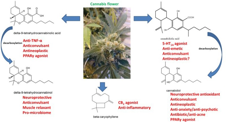 The pharmacology of phytocannabinoids pertinent to treatment of neurodegenerative disorders (molecular structures drawn by ER with ACD/ChemSketch 2015.2.5).