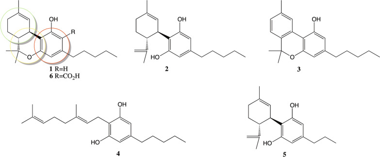 Main natural cannabinoids. The structures of Δ9-tetrahydrocanabinol (1), cannabidiol (2), cannabinol (3), cannabigerol (4), cannavidavarin (5) and tetrahydrocanabinolic acid (6) are shown. The green ring points at the ciclohexen ring, the yellow ring points to the tetrahydropyran ring, and the red ring corresponds to the benzene