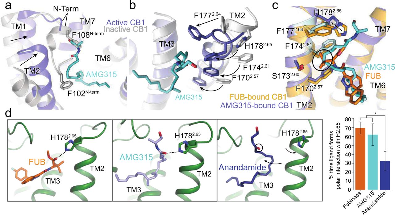 a. Overlay of inactive structure of CB1 (PDB: 5U09, white) and AMG315-bound structure (blue) showing the inward movement of TM2 upon activation and displacement of the N- terminus.b. The inward movement of TM2 from the inactive state (grey) to the active state (blue) results in the translocation of residues F1772.64, H1782.65, F1742.61 and F1702.57 towards the agonist.c. FUB interacts with more TM2 residues (orange) compared to AMG315 (blue). F1772.64 and F1742.61 interact with FUB but not AMG315, shown in light blue.d. In simulation, FUB and AMG315 form polar interactions with H1782.65 more often than the less efficacious partial agonist Anandamide (p = 0.01, two-sided Welch’s t-test).