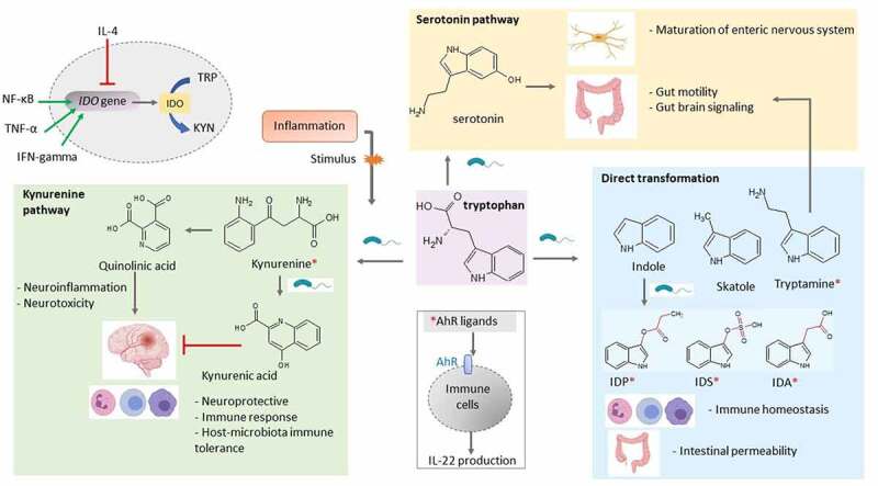 Overview of the different ways microbes degrade tryptophan in the human gut. Tryptophan metabolites regulate various host processes through their function as signaling molecules. In the gut, tryptophan can undergo several possible chemical alterations: the direct transformation of tryptophan by the gut microbiota into several molecules, such as indole and its derivatives, and indirectly through the kynurenine pathway and the serotonin pathway. Various tryptophan catabolites are ligands for the aryl hydrocarbon receptor (AhR) expressed on intestinal immune cells and thereby alter innate and adaptive immune responses. AhR ligands are denoted with a red asterisk. Pro-inflammatory factors (NF-κB, TNF-α and interferon gamma) upregulate indoleamine 2,3-dioxygenase (IDO) expression, whereas anti-inflammatory factors such as IL-4 inhibit its expression. IDP: indole propionic acid; IDS, indoxyl sulfate, IDA: indoxyl acetic acid