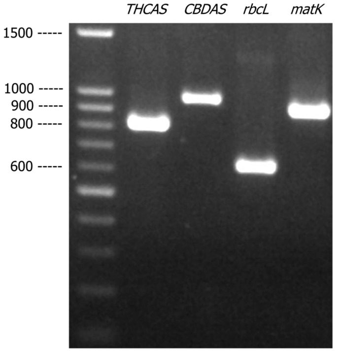 Agarose gel (1.2% w/v) showing the PCR-amplified products of THCAS, CBDAS, rbcL, and matK from cannabis genomic DNA.