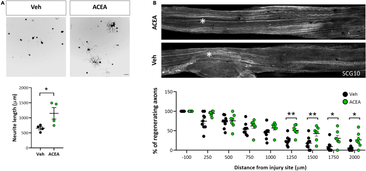 CB1R activation promotes axonal regeneration(A) Representative images and graphs of in vitro DRG neurite outgrowth (Tuj-1 positive cells) 24h after vehicle (VEH) or CB1R agonist ACEA administration (n = 4 different wells per group) Scale bar 100μm.(B) Axonal regeneration after SNC measured as number of SCG10-stained axons at indicated distance from injury site 24h after SNC with VEH or ACEA administration. Scale bar 200 μm. Quantification of the percentage of fibers past the crush site normalized to the number of fibers at the crush site plotted as a function of the distance from the crush site (n = 7–9 nerves per group). Data are expressed as mean ± S.E.M. ∗p < 0.05 ∗∗p < 0.01 denote significant difference after ANOVA followed by Bonferroni post-hoc test.