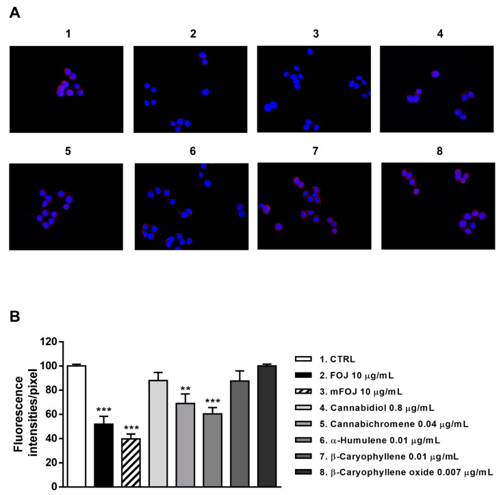 Modulation of CB2 receptor expression in MDA-MB-468 cells detected after 24 h treatment with 10 μg/mL FOJ (organic extract from Felina 32 hemp inflorescences collected in June), the corresponding mFOJ cocktail, and with the nonintoxicating phytocannabinoids and caryophyllane sesquiterpenes contained in FOJ extract. (A) Representative images obtained at immunofluorescence analysis. (B) Densitometric analysis of immunofluorescence carried out by the free software ImageJ (n = 6). ** p < 0.01 and *** p < 0.001, significant difference respect to the control (ANOVA + Dunnett’s Multiple Comparison PostTest). 1. Control; 2. FOJ; 3. mFOJ; 4. Cannabidiol, 0.8 μg/mL; 5. Cannabichromene, 0.04 μg/mL; 6. α-Humulene, 0.01 μg/mL; 7. β-Caryophyllene, 0.01 μg/mL; 8. β-Caryophyllene oxide, 0.007 μg/mL.