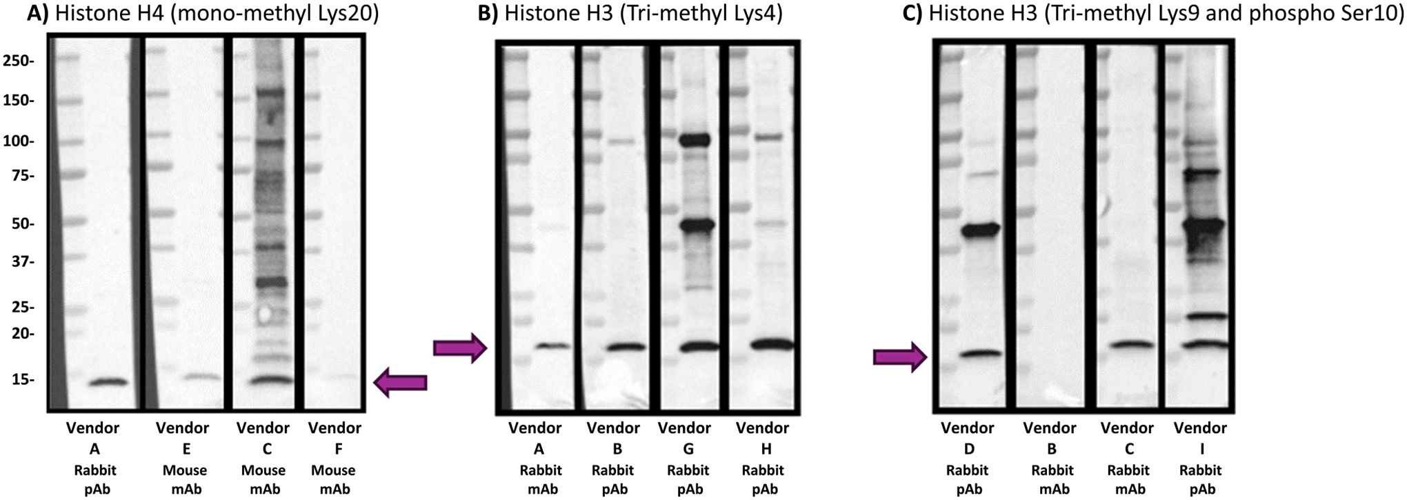 Methyl Abs tested with vendor recommended lysates. NIH/3T3 cell lysates were loaded at 15 μg per lane without the use of MILKSHAKE proteins. Abs were tested using vendor recommendation. Expected size of Histone H4 is approximately 11 kDa and Histone H3 is 17 kDa. A) NIH/3T3 lysate was incubated with Abs that bind Lys20 on Histone H4 when it is mono-methylated. Each blot has a band present at the expected size. Irrelevant binding is present for Vendor C and very weak binding for Vendor F. Blots were exposed for 0.46 s. B) NIH/3T3 cell lysate was incubated with Abs that bind Lys4 on Histone H3 when it is tri-methylated. All four blots have a strong band at the expected size. Vendors G and H show some irrelevant binding to other proteins in the lysate. Blots were exposed for 1.4 s. C) NIH/3T3 lysate was probed with Abs that bind Lys9 and Ser10 on Histone H3 when Lys9 is tri-methylated and Ser10 is phosphorylated. Vendors D, C, and I have bands at the expected size. Vendor B did not produce any bands. Vendors D and I show irrelevant binding to other proteins in the lysate. Blots were exposed for 1.4 s.