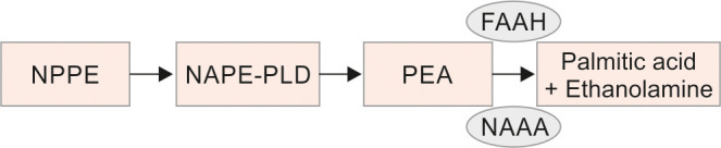 Production and metabolism of PEA. FAAH, fatty acid amide hydrolase; NAAA, N-acylethanolamine-hydrolyzing acid amidase; NAPE-PLD, N-acyl phosphatidylethanolamine-phospholipase D; NPPE, N-palmitoyl phosphatidylethanolamine PEA, palmitoylethanolamide