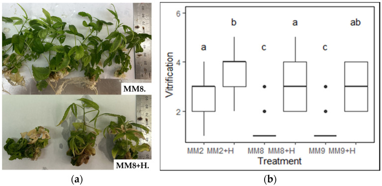 (a) The media comparison without (MM8) and with (MM8 + H) 0.5 mg/L meta-topolin. (b) Effect of different media compositions on vitrification (N = 15 × 3). The means were compared using Dunn’s test with a significance level of adjusted p-value < 0.05, significant differences are indicated by different letters for each treatment.