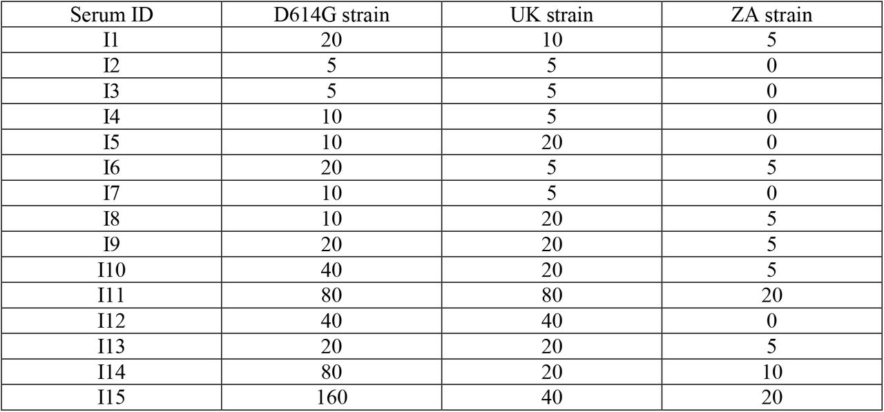 Serum neutralizing antibody (NAb) titer against three clinical strains of 15 COVID-19 recovered healthcare workers six months after symptom’s onset.D614G: globally circulating D614G variant, UK: VOC202012/01 variant and SA: 501Y.V2 variant.