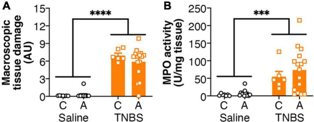 Colitis is not altered by FAAH genotype. Colitis significantly increased (A) macroscopic tissue damage and (B) MPO activity, but there was no effect of genotype, or interaction between the genotype and colitis. n = 6–16/group. ∗∗∗p < 0.001, ∗∗∗∗p < 0.0001, main effect of colitis. Saline = left pair, black bars with circles. TNBS = right pair, orange bars with squares. In each pair, the left bar is the C allele group (CC genotype) and the right bar is the A allele group (AC/AA genotypes).