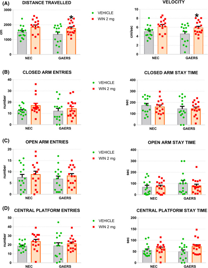 Effect of the cannabinoid CB1/2 receptor agonist WIN 55,212‐2 on GAERS and NEC rats on Elevated Plus‐Maze performance. Sixty NEC and GAERS rats were randomly assigned to 4 groups: NEC treated with vehicle (n = 15), NEC treated with 2 mg/kg i.p., WIN 55,212‐2 (WIN; n = 15), GAERS treated with vehicle (n = 15), GAERS treated with 2 mg/kg i.p., WIN 55,212‐2 (n = 15). After 30 min of WIN/vehicle administration, GAERS and NEC were placed in the center of the elevated plus‐maze (EPM), facing the open arm opposite to the experimenter. The Distance Travelled, the Velocity (A), the number of Closed Arm Entries, the Closed Arm Stay Time (B), the Open Arm Entries, the Open Arm Stay Time (C) and the Central Platform Entries and Central Platform Stay Time (D) were computed automatically by commercially available software. Two‐way ANOVA followed by Fisher's PLSD post hoc test for multiple comparisons. *p < 0.05 between GAERS and NEC group
