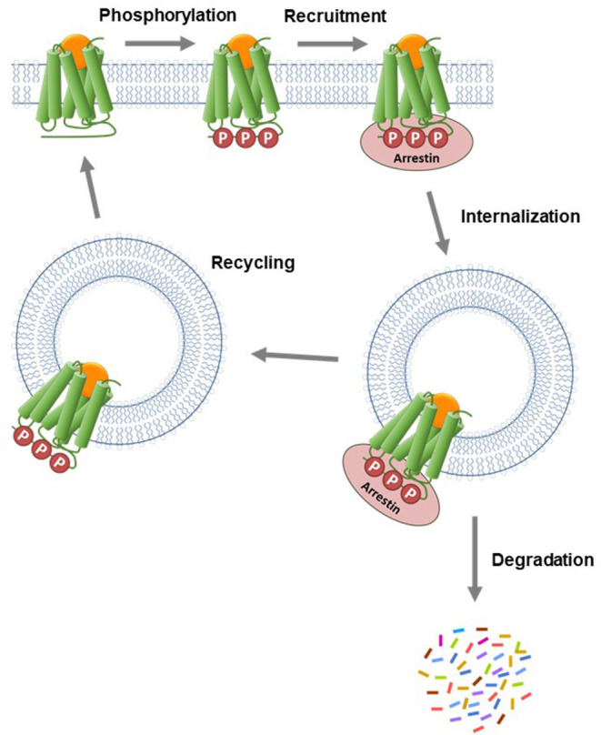 Canonical mechanism of arrestin recruitment and subsequent regulation of signaling events. The agonist-activated GPCR is phosphorylated by kinase enzymes on intracellular regions. The phosphorylated GPCR then recruits arrestin. This step blocks G-protein interaction and subsequent signaling and is the canonical mechanism of receptor desensitization. The receptor-arrestin complex is then internalized into endosomes via clathrin-coated pits. Following internalization, the receptor is trafficked via two primary pathways. Either the receptor is transported to lysosomes where it is degraded or it is recycled to the plasma membrane where it can contribute again to G-protein signaling.