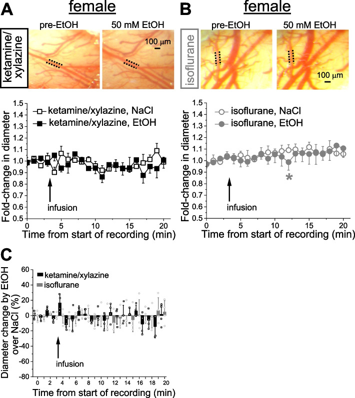 Alcohol effect on pial arteriole diameter under different anesthetics in female rats. A Averaged fold-change in female pial arteriole diameter as a function of time following carotid artery infusion of 0.9% NaCl (saline) under KX anesthesia (n = 4) or 50 mM EtOH under KX (n = 4). Here and in B, representative cranial window images from female rats showing lack of vasoconstriction by 50 mM EtOH disregard the type of anesthetic used. B Averaged fold-change in female pial arteriole diameter as a function of time following carotid artery infusion of 0.9% NaCl under isoflurane (n = 4), and 50 mM EtOH under isoflurane (n = 4). C Scattered graph showing lack of EtOH-induced constriction in female pial cerebral arterioles under KX or isoflurane anesthesia. Each datapoint within each group was normalized to averaged effect of 0.9% NaCl at the same time-point within respective group