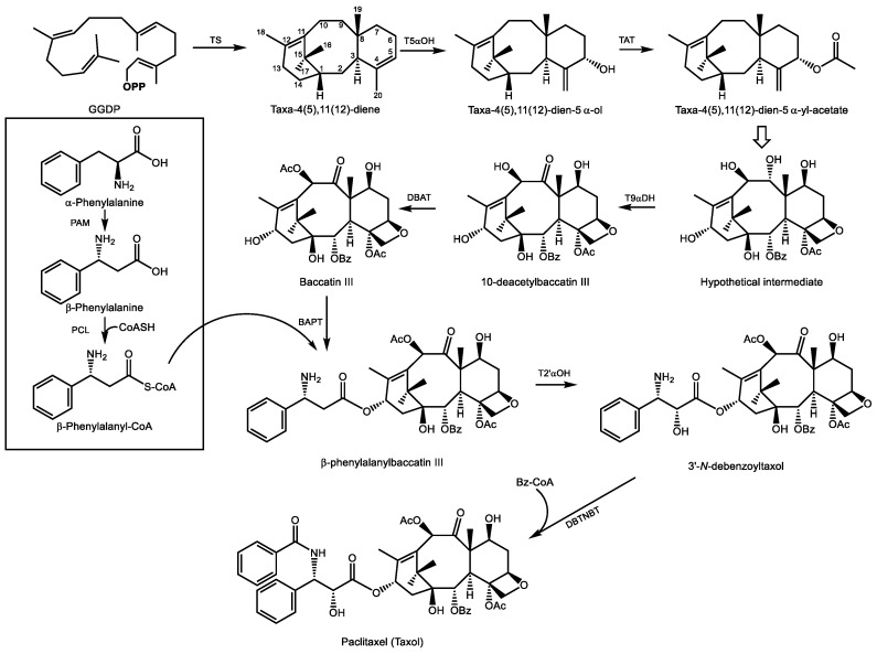Simplified pathway for the biosynthesis of paclitaxel (taxol) in T. brevifolia (pacific yew). GGDP–geranylgeranyl diphosphate, OPP–diphosphate, Bz–benzyl, Ac–acetyl, CoA–Coenzyme A. Enzymes: TS–taxa-4(5),11(12)-diene, T5αOH–taxadiene-5α-hydroxylase, TAT–taxadiene-5α-ol-O-acetyl transferase, T9αDH–taxane-9α-dehydrogenase, DBAT–10-deacetylbaccatin III-10-O-acetyl transferase, BAPT–baccatin III:3-amino,13-phenylpropanoyl transferase, T2’-αOH–taxane-2’α-hydroxylase, DBTNBT–debenzoyltaxol N-benzoyl transferase, PAM–phenylalanine aminomutase, PCL–β-phenylalanyl-CoA ligase. The open arrow represents multiple oxidative steps to arrive at the hypothetical intermediate.