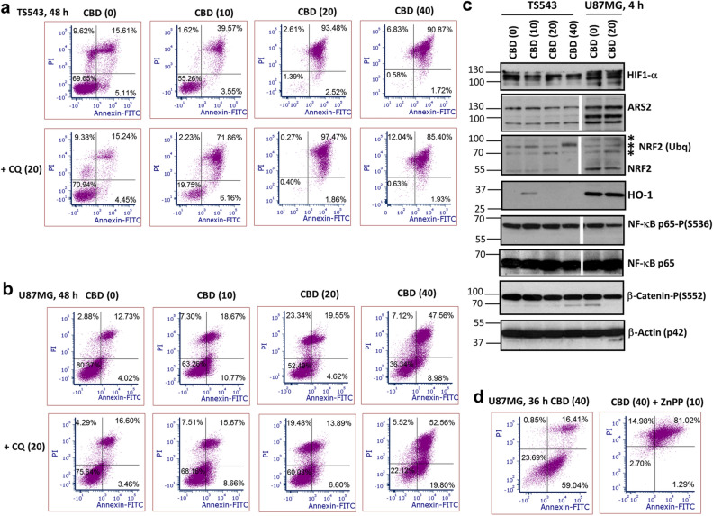 Distinct effects of CBD treatment on TS543 spheroids and U87MG adherent culture. (a,b,d) Annexin-V-FITC and PI staining for determination of the early apoptotic, late apoptotic and secondary-necrotic cells after treatment by CBD (0–40 μM) or CBD+CQ (20 μM) was followed by the flow cytometry. ZnPP (20 μM), an inhibitor of heme oxiginase-1 (HO-1) activity, was added 30 min before CBD. (c) Western blot analysis of indicated proteins from 3D TS543 and 2D U87MG cell cultures 4 h after indicated treatments. Original blots are shown in the “Supplementary information” section. After protein transfer, blot membranes were cut in two (or three) parts, which contained high molecular weight and low molecular weight proteins, respectively, and utilized for incubation with corresponding primary antibodies. Two center lanes in gel blots for ARS2, NRF2, NF-κB p65-P and NF-κB p65 (which contain proteins after additional treatments non-used in this paper) were removed. Stars indicate ubiquitinated NRF2.